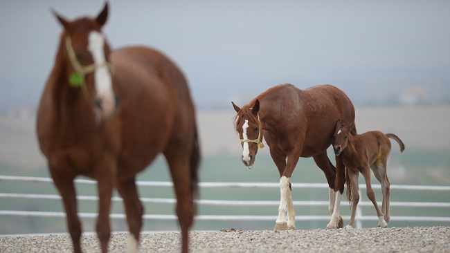 Şampiyon adayı taylar dünyaya gözlerini açıyor